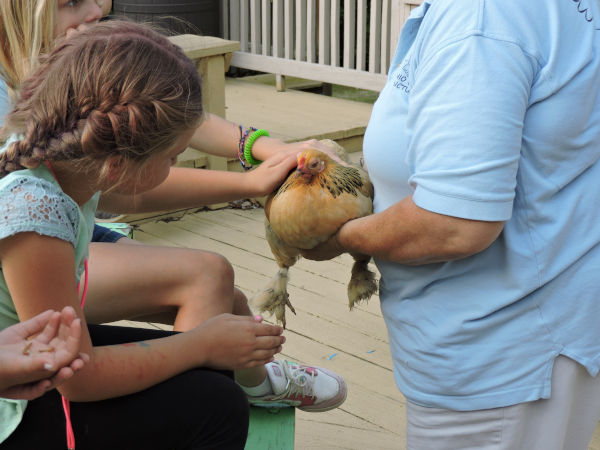 Camper petting a chicken at the bird show